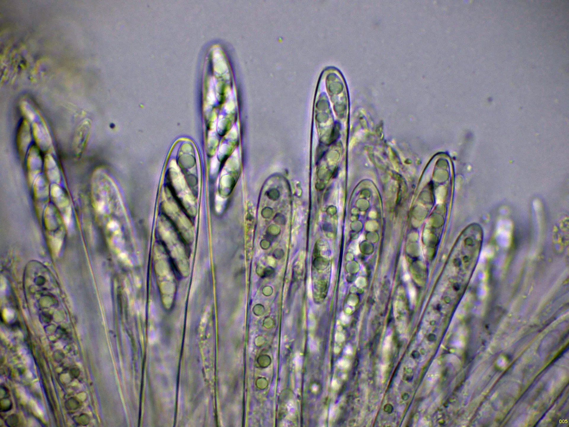 Microscopía de Microglossum truncatum - 10 - Ascos agua-005